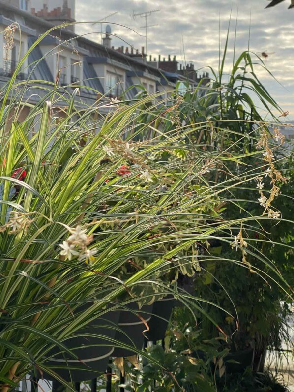 Chlorophytum saundersiae 'Starlight' en été sur mon balcon parisien, Paris 19e (75)