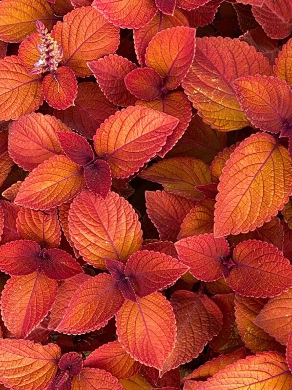 Coleus scutellarioides 'Campfire', Jardin des plantes, Nantes (49)
