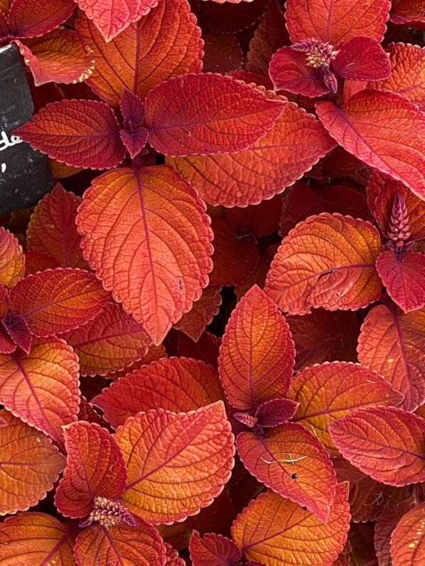 Coleus scutellarioides 'Campfire', Jardin des plantes, Nantes (49)