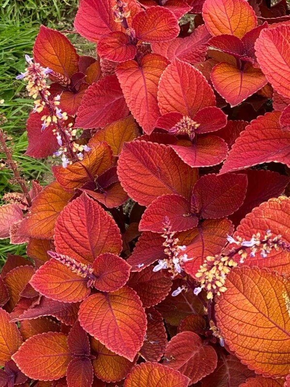 Coleus scutellarioides 'Campfire', Jardin des plantes, Nantes (49)