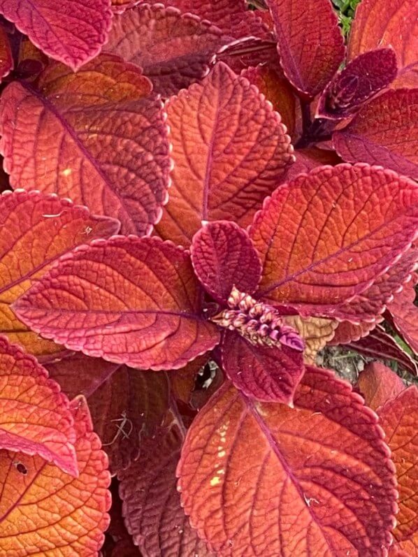 Coleus scutellarioides 'Campfire', Jardin des plantes, Nantes (49)