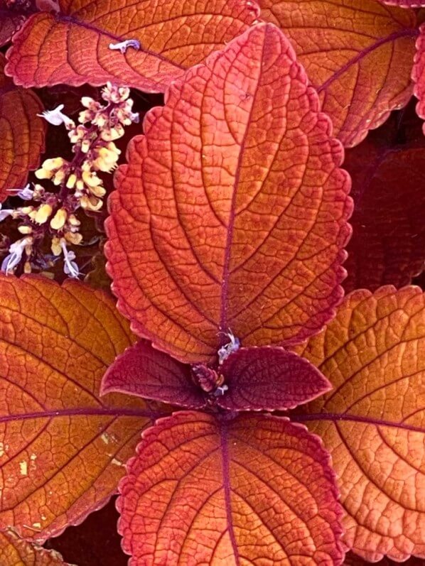 Coleus scutellarioides 'Campfire', Jardin des plantes, Nantes (49)