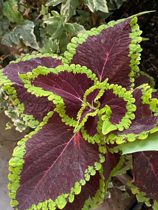 Coleus (Solenostemon) en été sur mon balcon parisien, Paris 19e (75)