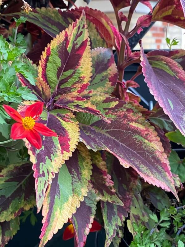 Coleus (Solenostemon) 'Combat' et Bidens en été sur mon balcon parisien, Paris 19e (75)