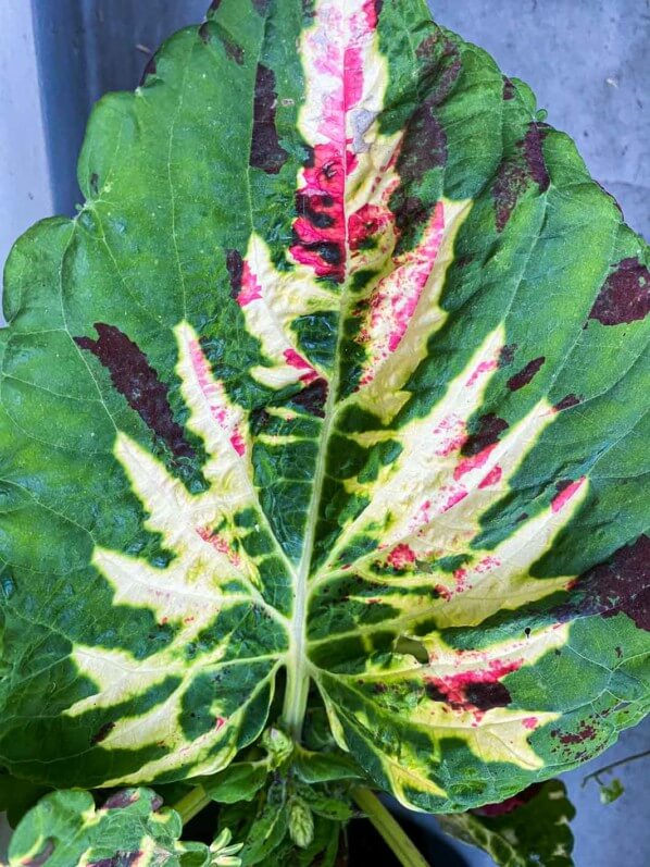 Coleus (Solenostemon) Kong 'Mosaïc' en fin d'été sur mon balcon parisien, Paris 19e (75)