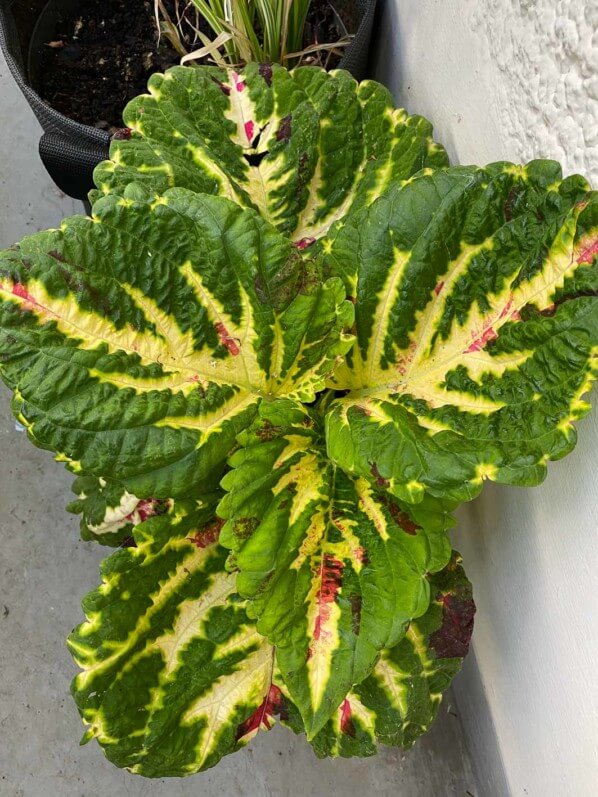 Coleus (Solenostemon) Kong en été sur mon balcon parisien, Paris 19e (75)