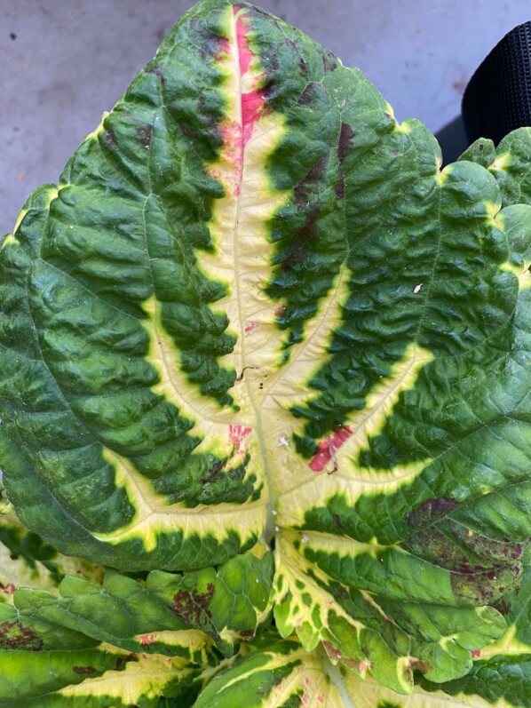 Coleus (Solenostemon) Kong en été sur mon balcon parisien, Paris 19e (75)