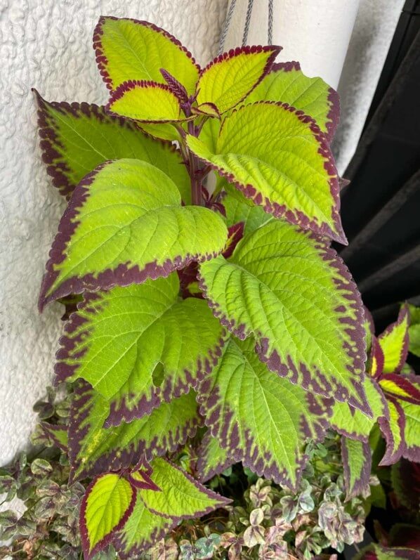 Coleus (Solenostemon) 'Saturn' en été sur mon balcon parisien, Paris 19e (75)