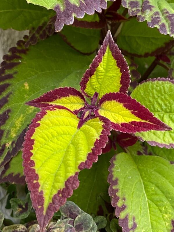 Coleus (Solenostemon) 'Saturn' en été sur mon balcon parisien, Paris 19e (75)