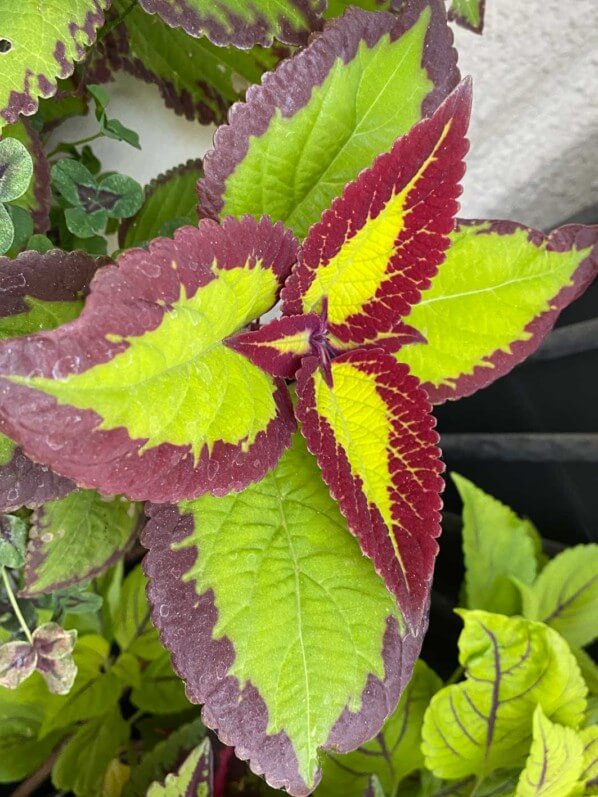 Coleus (Solenostemon) 'Saturn' en été sur mon balcon parisien, Paris 19e (75)