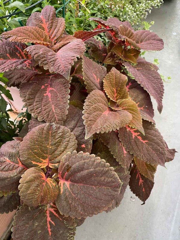 Coleus (Solenostemon) en été sur mon balcon parisien, Paris 19e (75)