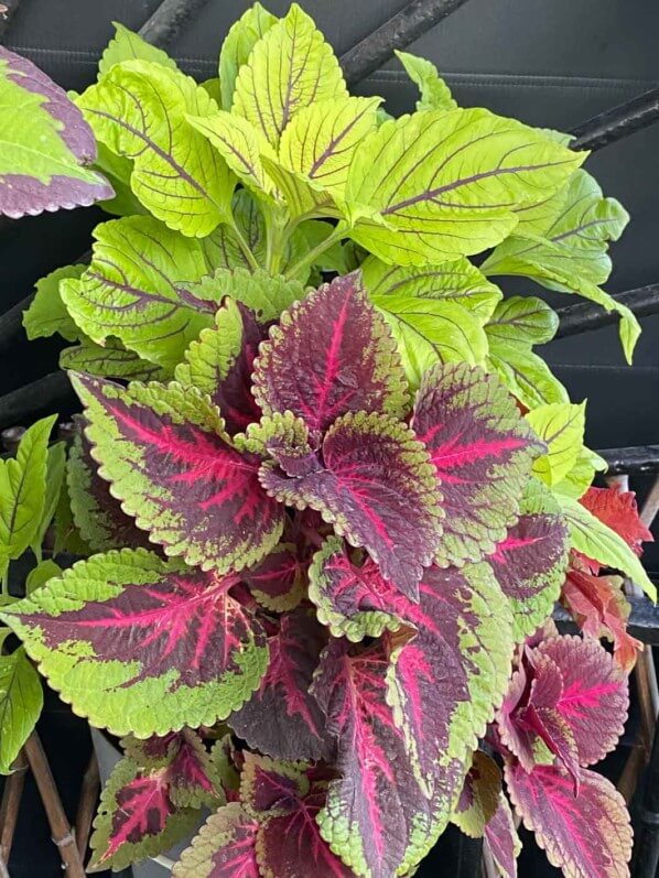 Coleus (Solenostemon) en été sur mon balcon parisien, Paris 19e (75)