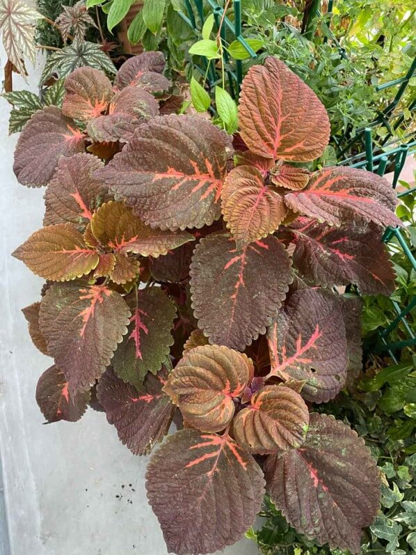 Coleus (Solenostemon) en été sur mon balcon parisien, Paris 19e (75)