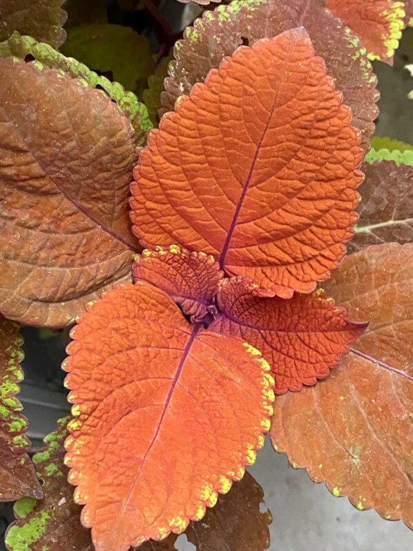 Coleus (Solenostemon) en été sur mon balcon parisien, Paris 19e (75)