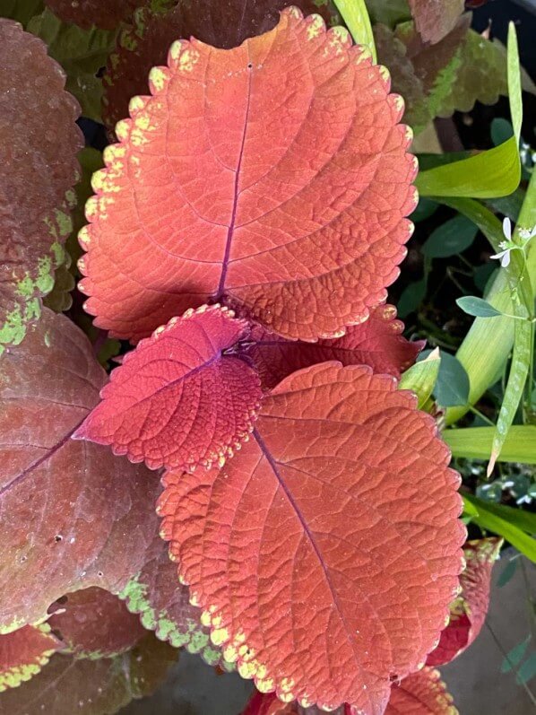 Coleus (Solenostemon) en été sur mon balcon parisien, Paris 19e (75)