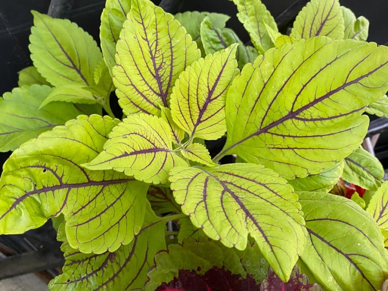 Coleus (Solenostemon) en été sur mon balcon parisien, Paris 19e (75)