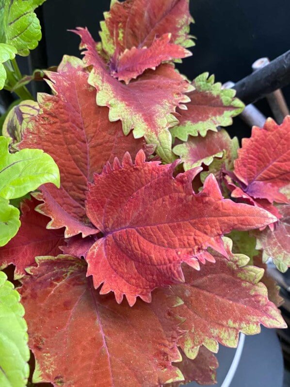 Coleus (Solenostemon) en été sur mon balcon parisien, Paris 19e (75)