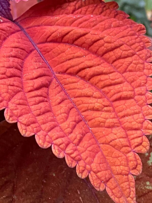 Coleus (Solenostemon) en été sur mon balcon parisien, Paris 19e (75)