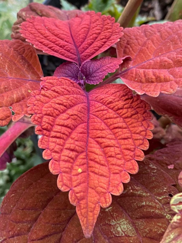 Lire la suite à propos de l’article Un, deux, trois… Coleus !