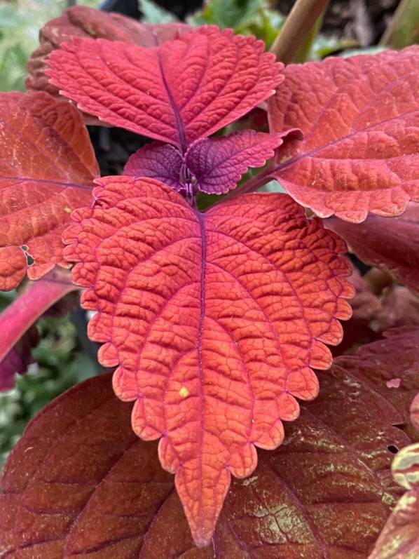 Coleus (Solenostemon) en été sur mon balcon parisien, Paris 19e (75)