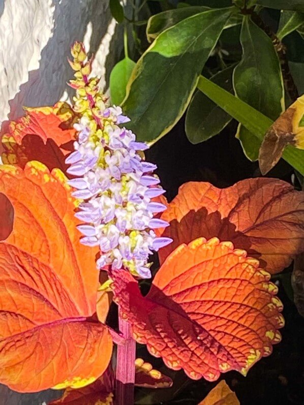 Coléus (Solenostemon) en fleur en été sur mon balcon parisien, Paris 19e (75)