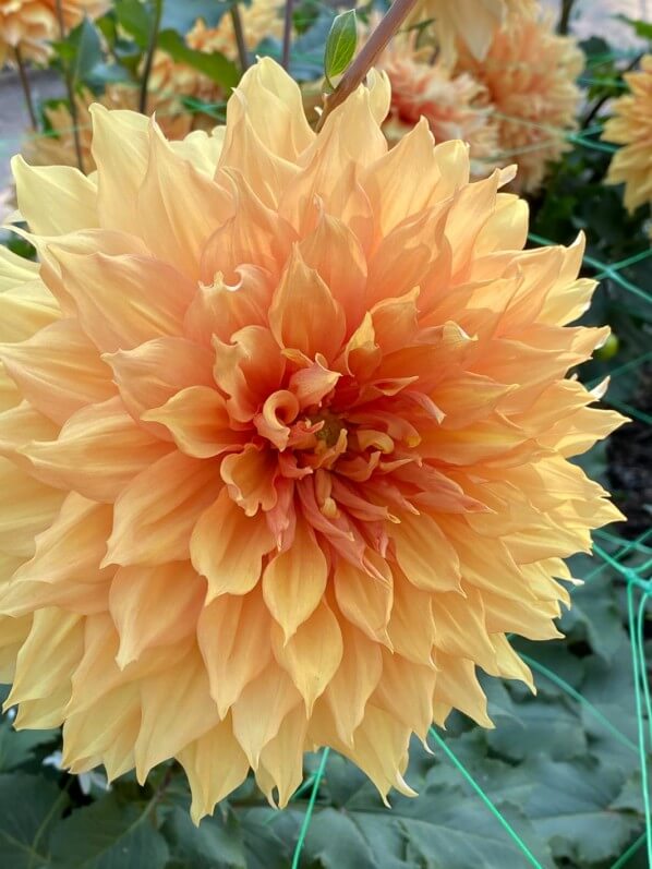 Dahlia 'Hamari Gold', Meulder, Parc Floral de Paris, Paris 12e (75)