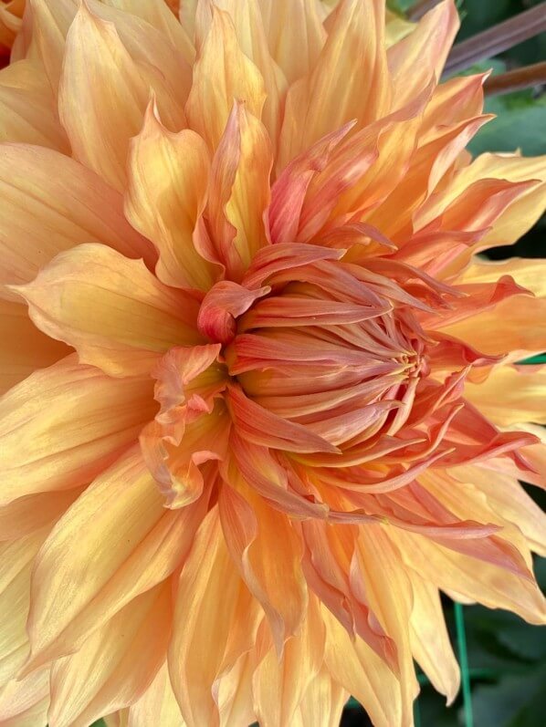 Dahlia 'Hamari Gold', Meulder, Parc Floral de Paris, Paris 12e (75)