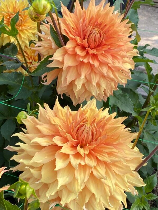 Dahlia 'Hamari Gold', Meulder, Parc Floral de Paris, Paris 12e (75)