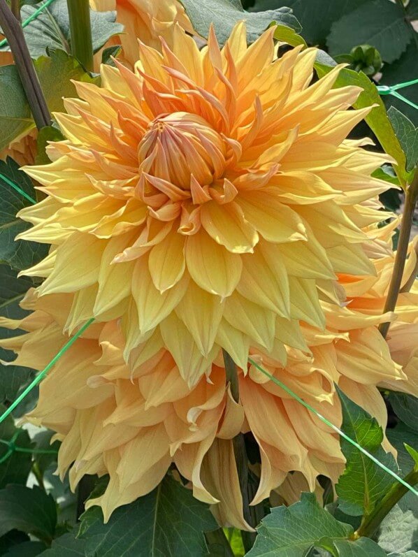 Dahlia 'Hamari Gold', Meulder, Parc Floral de Paris, Paris 12e (75)