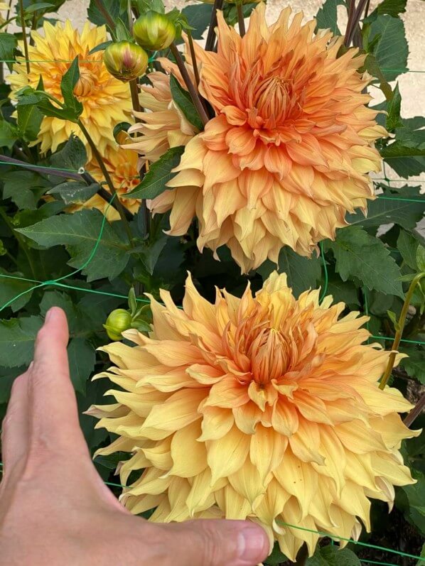 Dahlia 'Hamari Gold', Meulder, Parc Floral de Paris, Paris 12e (75)