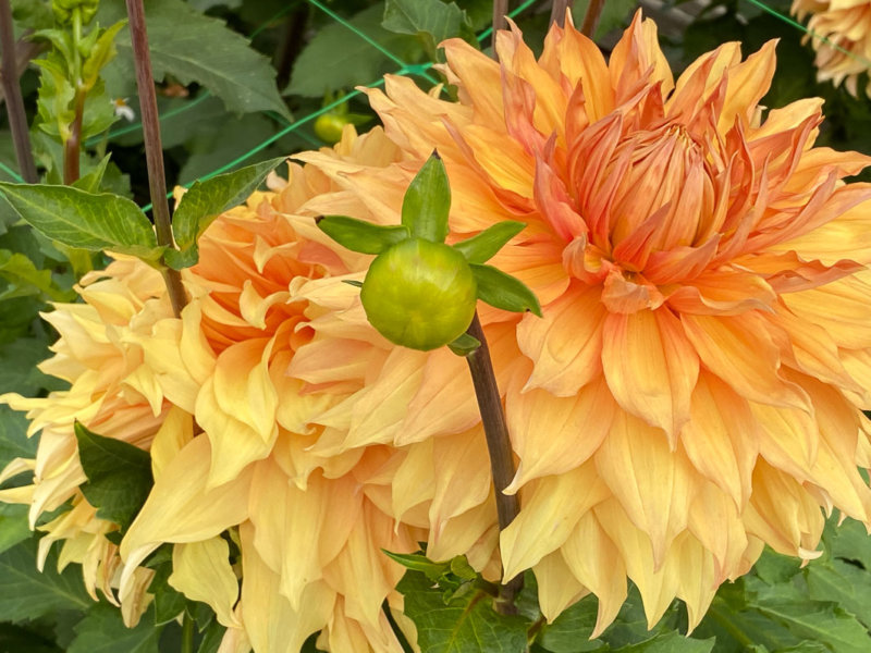 Dahlia 'Hamari Gold', Meulder, Parc Floral de Paris, Paris 12e (75)