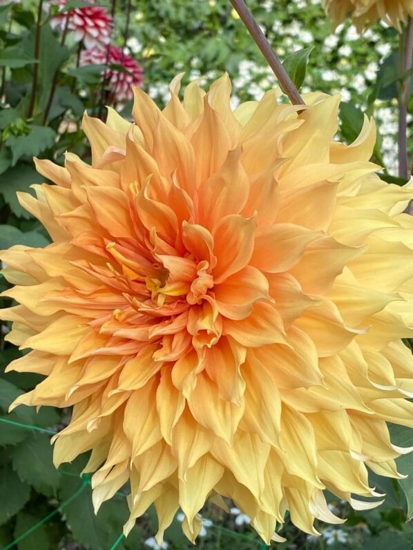 Dahlia 'Hamari Gold', Meulder, Parc Floral de Paris, Paris 12e (75)