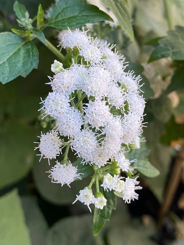 Eupatorium 'Lucky Melody' en été sur mon balcon parisien, Paris 19e (75)