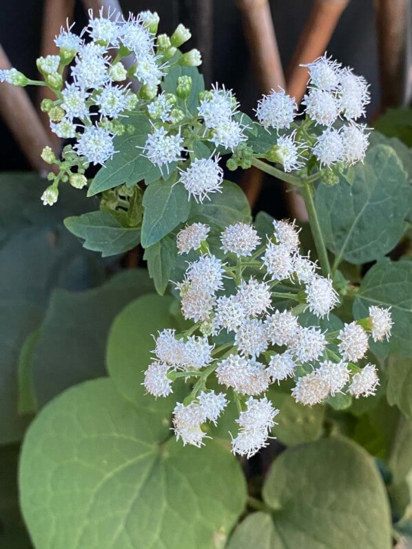 Eupatorium 'Lucky Melody' en été sur mon balcon parisien, Paris 19e (75)