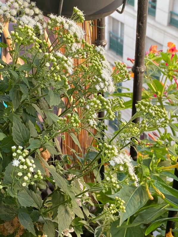 Eupatorium 'Lucky Melody'en été sur mon balcon parisien, Paris 19e (75)