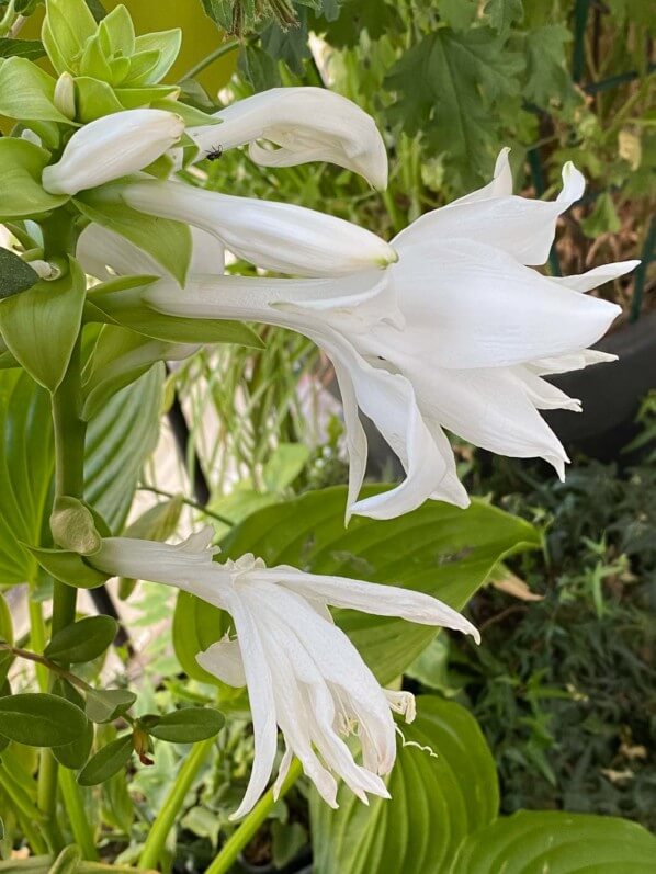 Hosta plantaginea 'Venus' en été sur mon balcon parisien, Paris 19e (75)