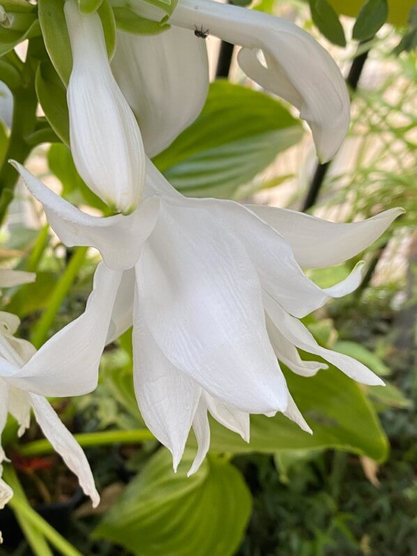 Hosta plantaginea 'Venus' en été sur mon balcon parisien, Paris 19e (75)