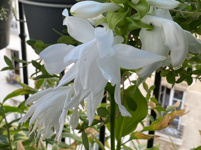 Hosta plantaginea 'Venus' en été sur mon balcon parisien, Paris 19e (75)