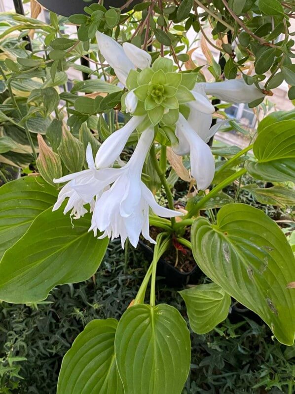 Hosta plantaginea 'Venus' en été sur mon balcon parisien, Paris 19e (75)