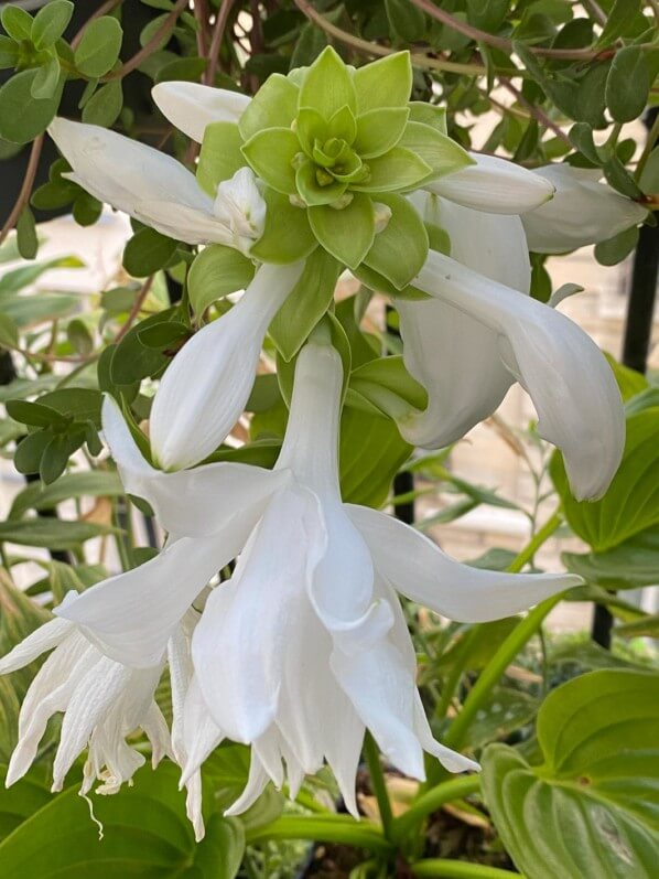 Hosta plantaginea 'Venus' en été sur mon balcon parisien, Paris 19e (75)