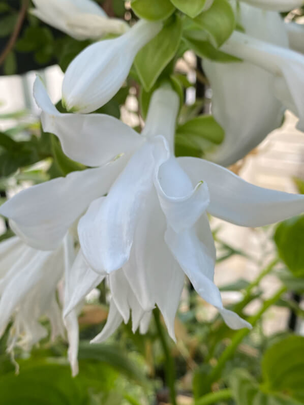 Hosta plantaginea 'Venus' en été sur mon balcon parisien, Paris 19e (75)
