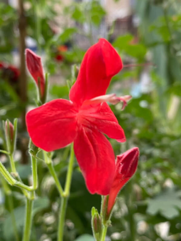Ruellia elegans en été sur mon balcon parisien, Paris 19e (75)