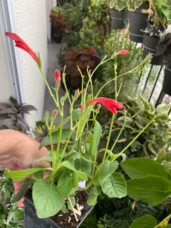 Ruellia elegans en été sur mon balcon parisien, Paris 19e (75)