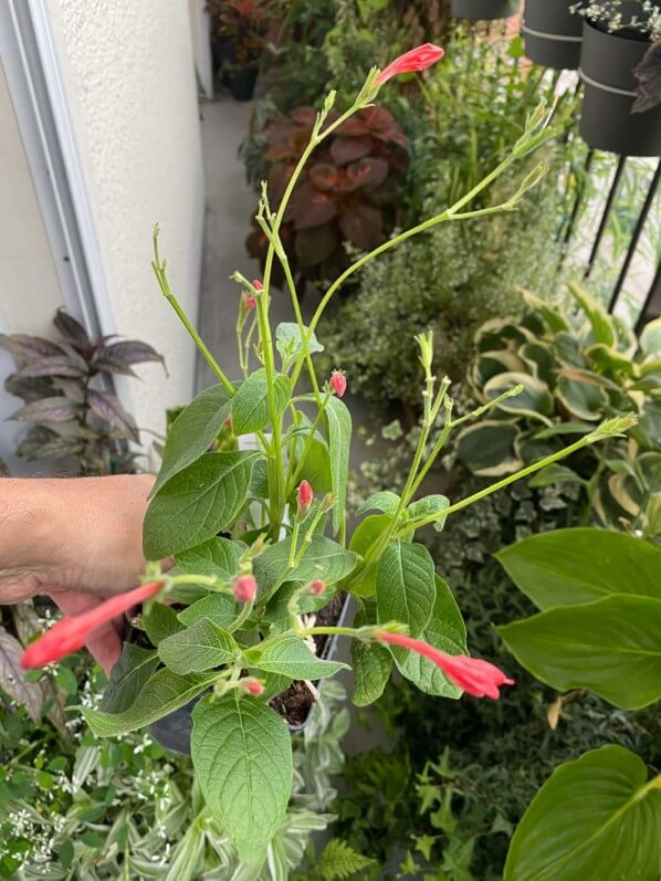 Ruellia elegans en été sur mon balcon parisien, Paris 19e (75)