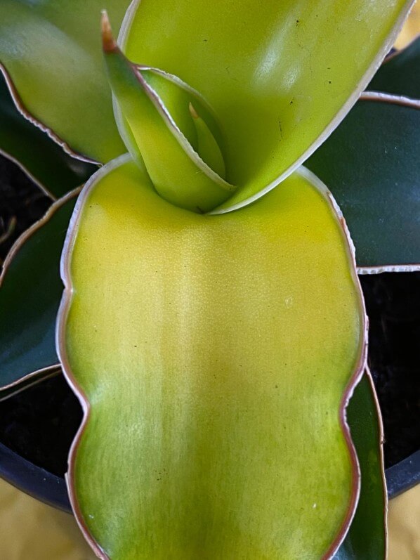 Sansevieria cylindrica 'Star Canary', plante d'intérieur, Paris 19e (75)