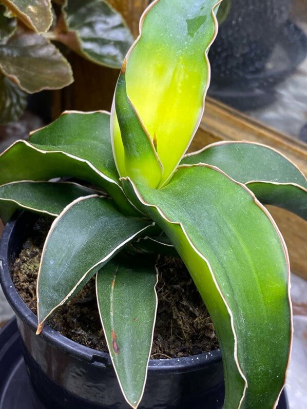 Sansevieria cylindrica 'Star Canary', plante succulente, plante d'intérieur, Paris 19e (75)