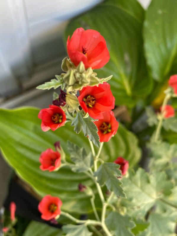 Sphaeralcea 'Newleaze Coral' en été sur mon balcon parisien, Paris 19e (75)