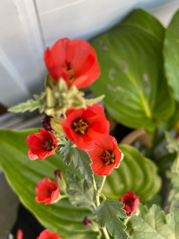 Sphaeralcea 'Newleaze Coral' en été sur mon balcon parisien, Paris 19e (75)