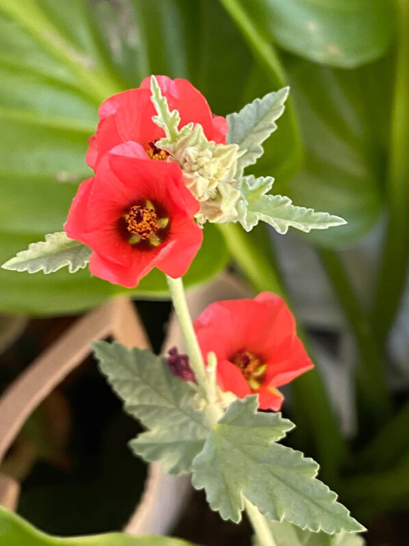 Lire la suite à propos de l’article J’ai enfin trouvé le vrai Sphaeralcea ‘Newleaze Coral’