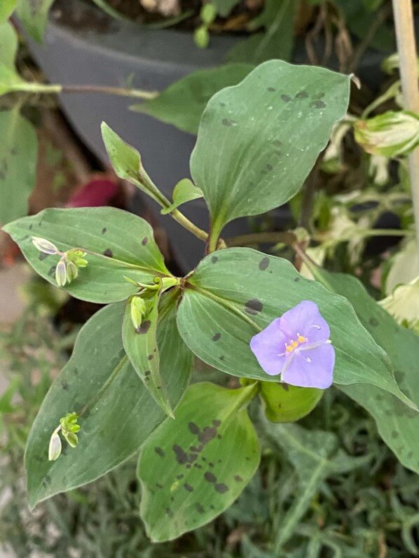 Tinantia pringlei (Commélinacées) en été sur mon balcon parisien, Paris 19e (75)